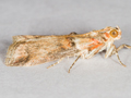 Acrobasis tumidana